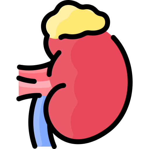 icon for Adrenal disorders (hormone dysfunction, adrenal lesions)